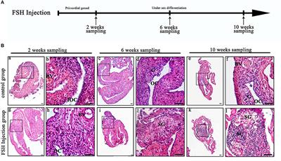 New Insights Into the Role of Follicle-Stimulating Hormone in Sex Differentiation of the Protogynous Orange-Spotted Grouper, Epinephelus coioides